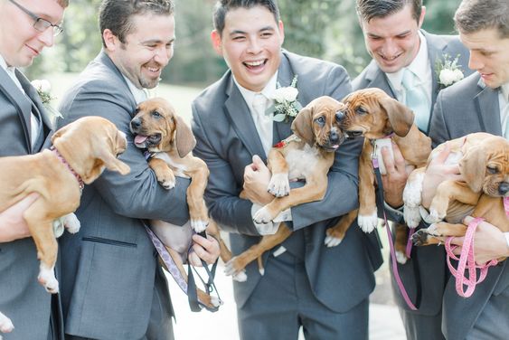 Images shows five men in wedding suits laughing each holding a brown puppy