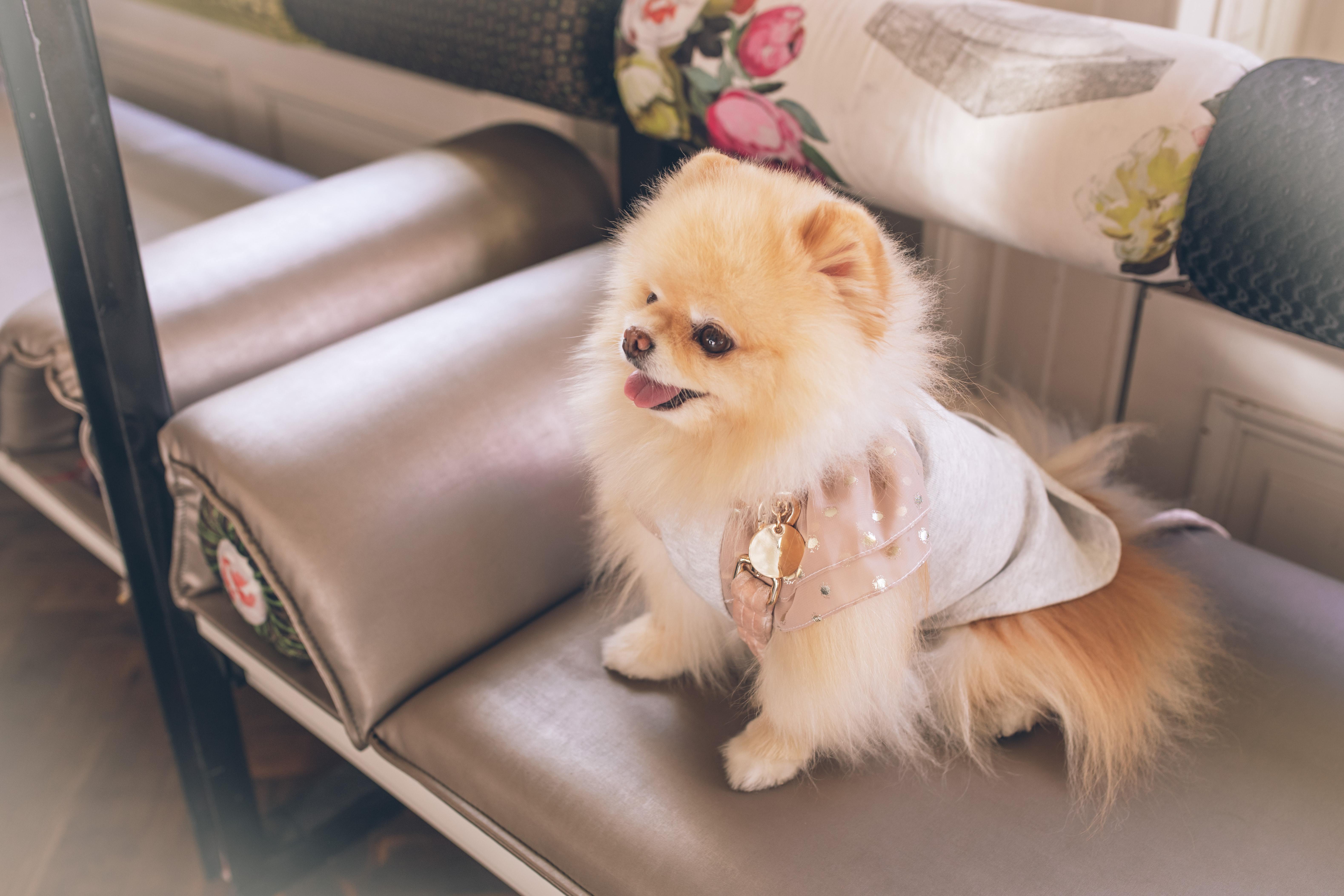 7 beautiful wedding venues near Kent that will welcome your furry family members! 7 beautiful wedding venues near Kent that will welcome your furry family members!