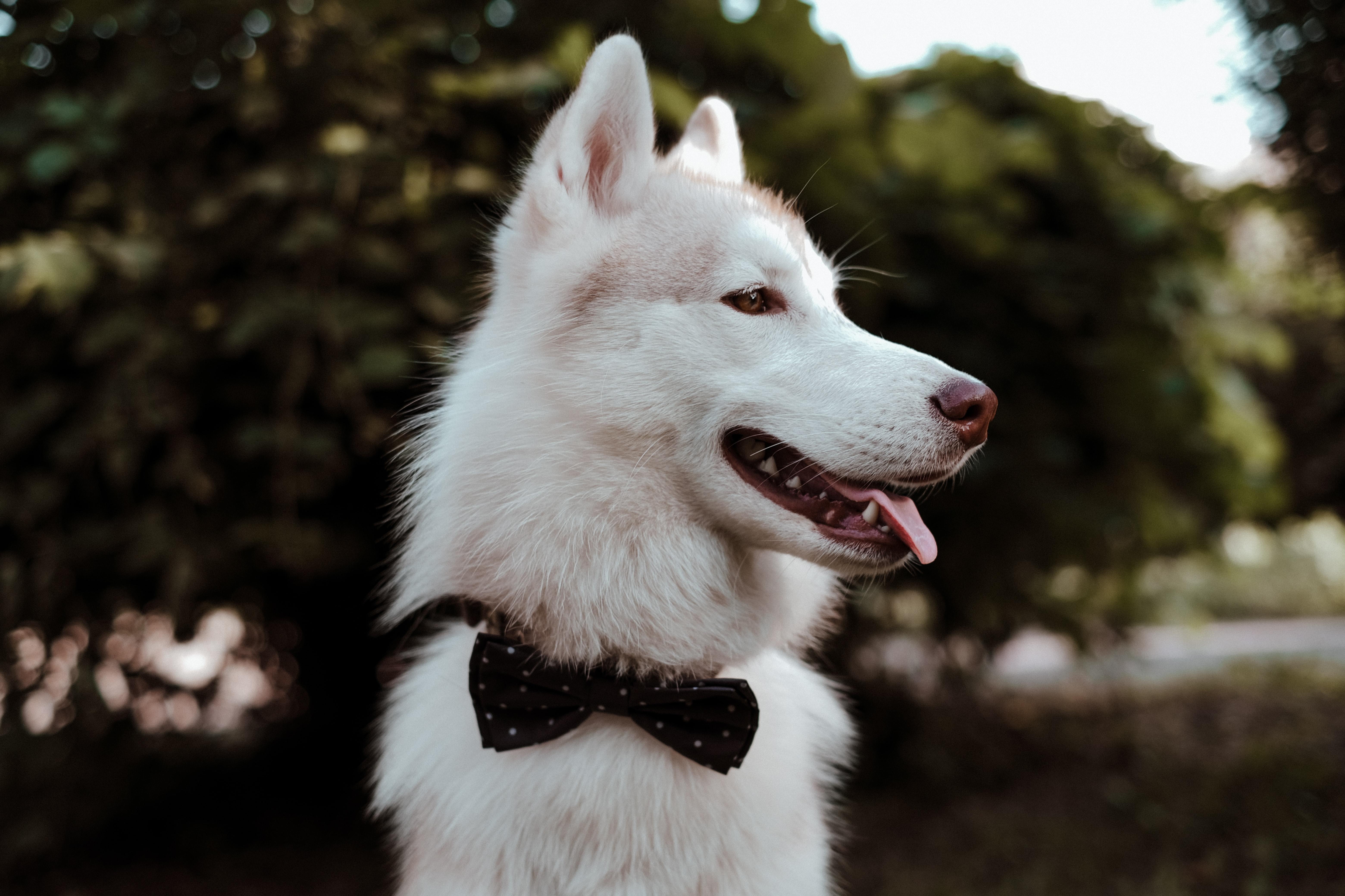 14 gorgeous wedding venues that are pet-friendly in Surrey and surrounds! 14 gorgeous wedding venues that are pet-friendly in Surrey and surrounds!